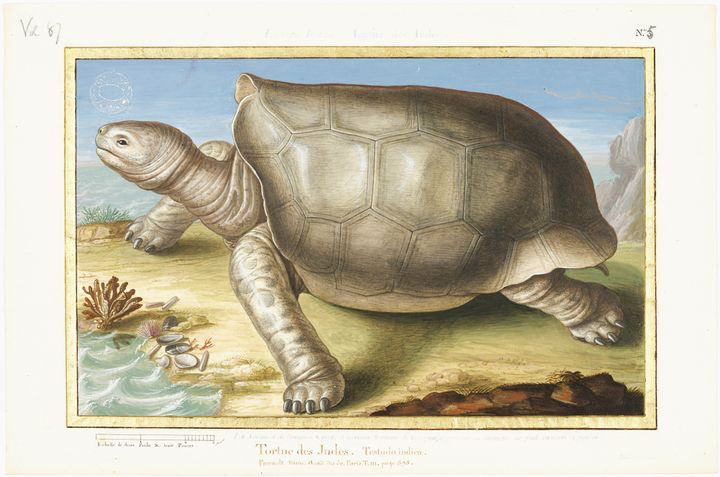tortue-333 tortue-333